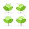 Vector set of funny cartoon cabbages ballerinas isolated on white background