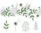 Vector  set of garden plant design elements and pattern brush with stylized dandelion. Hand drawn cartoon style illustration. Cute