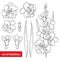 Vector set with Gladiolus or sword lily flower, bunch, bud and leaf in black isolated on white background. Floral elements.