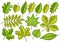 Vector set of Green Leaves