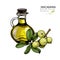 Vector set of hair care ingredients. Organic hand drawn colored elements.Macadamia branch and oil bottle.