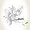 Vector set of hair care ingredients. Organic hand drawn elements. Argan branch.