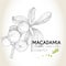 Vector set of hair care ingredients. Organic hand drawn elements. Macadamia branch.