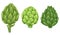 Vector set of hand drawn artichokes isolated from background. Collection of head of cabbage healthy vegetables