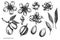 Vector set of hand drawn black and white almond