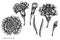Vector set of hand drawn black and white carnation