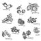 Vector set of hand drawn black and white north berries. Collection of blueberry, cranberry, cloud-berry, cherry, strawberry, curra