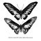 Vector set of hand drawn black and white rajah brooke`s birdwing