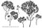 Vector set of hand drawn black and white rosemary everlasting