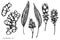 Vector set of hand drawn black and white turmeric