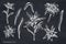 Vector set of hand drawn chalk edelweiss