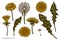 Vector set of hand drawn colored dandelion