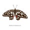 Vector set of hand drawn colored papilio demoleus