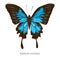 Vector set of hand drawn colored papilio ulysses