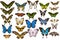 Vector set of hand drawn colored papilio ulysses, morpho menelaus, graphium androcles, morpho rhetenor cacica, papilio