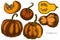 Vector set of hand drawn colored pumpkin