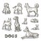 Vector set with hand drawn dogs on white background. Sketches on the theme of pets