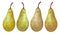 Vector set of hand-drawn juicy, delicious rich soft pears conference, with highlights, with a beautiful brown sprig. Realistic,