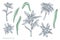 Vector set of hand drawn pastel edelweiss