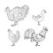 Vector set of hand drawn sketch domestic birds