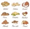 Vector set of hand sketched nuts on white background in hand drawn style: hazelnut, almonds, peanuts, walnut, cashew, pine nut