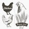 Vector set. Hen and Rooster. Black and white silhouette and engraving sketch. Male and female chickens head. Vintage