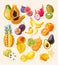 Vector set of high detailed tropical fruits