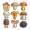 Vector set Icons edible Mushrooms