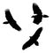 The vector set illustration silhouette of flying Bearded vulture birds in white background