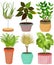 Vector set indoor house plant in pot. English Ivy, Spider plant, Crassula, Janet Craig, African spear, Philodendron lemonlime.