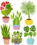 Vector set indoor house plant in pot. Flamingo lily, lucky bamboo, Areca palm, Snake plant, English Ivy, Monstera.