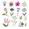 Vector set of isolated floral elements with hand drawn flowers. Botany set of doodle elements.