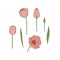 Vector set of isolated tulips on white background.