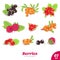 Vector set of juicy berries