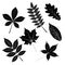 Vector set of leaves, silhouette, oak, leaf of wild grapes and maple, chestnut and ash rowan