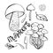 Vector set of monochrome forest mushrooms. Hand drawing black line. Isolated objects on white background. Lettering. Assortment of