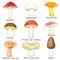 Vector set of mushroom isolated on white. Amanita, milk mushroom, chanterelle, porcini, champignon, russula, saffron