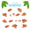 Vector set of nuts. Almond nut whole, peeled, piece half, walnut in shell, leaves.