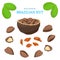 Vector set of nuts. Brazil nut fruit, whole, peeled, piece half, walnut in shell, leaves.