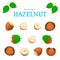 Vector set of nuts. Hazelnut nut fruit, whole, peeled, piece half, walnut in shell