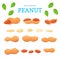 Vector set of nuts. Peanut nut fruit, whole, peeled, piece half, walnut in shell, leaves.