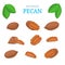 Vector set of nuts. Pecan nut fruit, whole, peeled, piece half, walnut in shell, leaves.