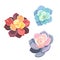 Vector set of oil-painted colorful succulents named Echeveria Elegance on white isolated background, Stone Roses or Echeverias in