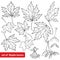 Vector set with outline Acer or Maple ornate leaves, fruit or samara and flower bunch in black isolated on white background.