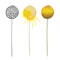 Vector set of outline ball of yellow craspedia or billy buttons or woollyheads dried flower isolated on white background.