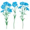 Vector set with outline blue Flax plant or Linseed or Linum flowers bunch, bud and green leaf isolated on white background.