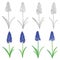 Vector set with outline blue muscari or grape hyacinth flowers and green leaves isolated on white. Floral elements for spring,