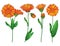 Vector set with outline Calendula officinalis or pot marigold, bud, ornate green leaf and orange flower bunch isolated on white.