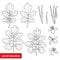 Vector set with outline Celandine or Chelidonium perennial flower, leaf and seed in black isolated on white background.