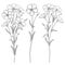 Vector set with outline Flax plant or Linseed or Linum flowers bunch, bud and leaf in black isolated on white background.